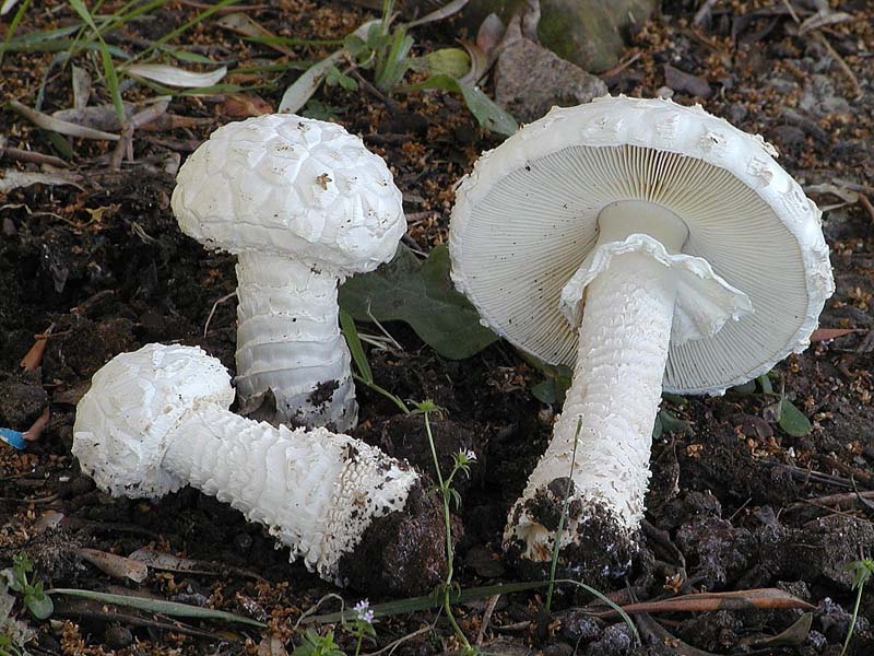 I Miei Funghi (1�)